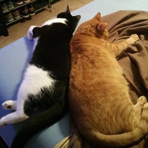 Meet your Posher, Jodi